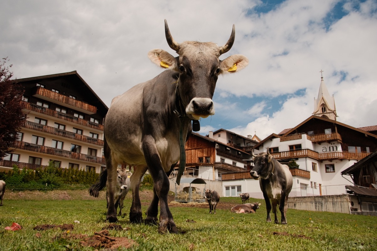 A cow in the Austrian countryside